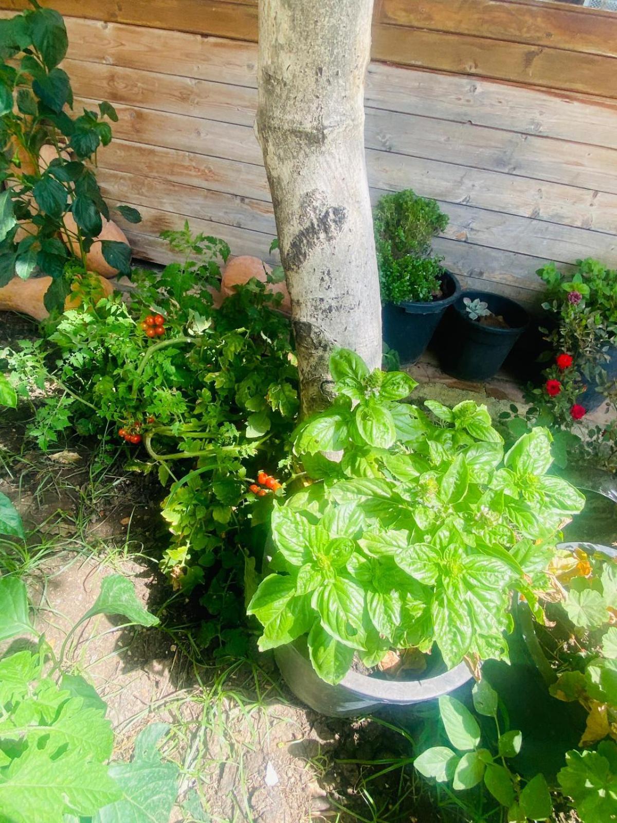 Irini'S Guesthouse Qeparo Ngoại thất bức ảnh